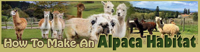 How To Make An Alpaca Habitat