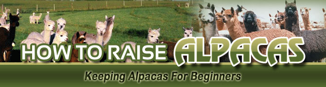 How To Raise Alpacas Frequently Asked Questions