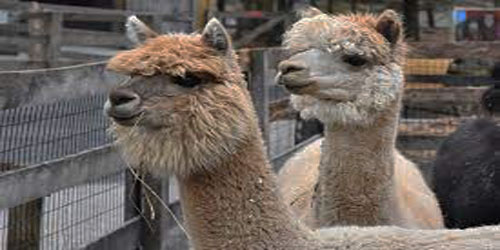 Small Scale Alpaca Farming Frequently Asked Questions