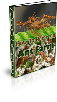 The How To Raise An Ant Farm eBook