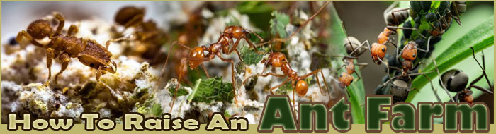 How To Raise An Ant Farm
