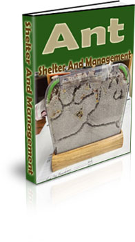 How To Take Care Of An Ant Colony