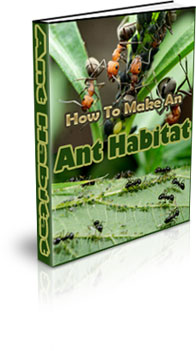 The How To Make A Ant Habitat eBook