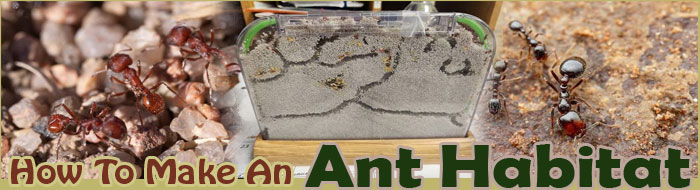 How To Make A Ant Habitat