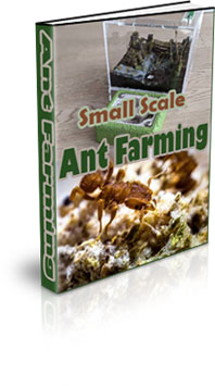 The Small Scale Ant Farming eBook