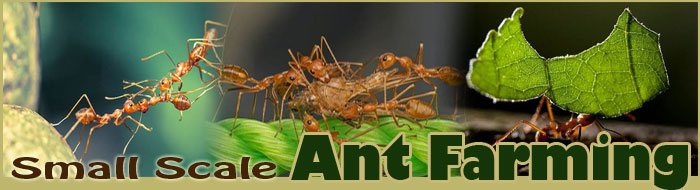 Small Scale Ant Farming