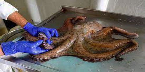 Building An Octopus Habitat Frequently Asked Questions