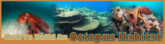 How Build An Octopus Habitat