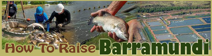 How To Raise Barramundi