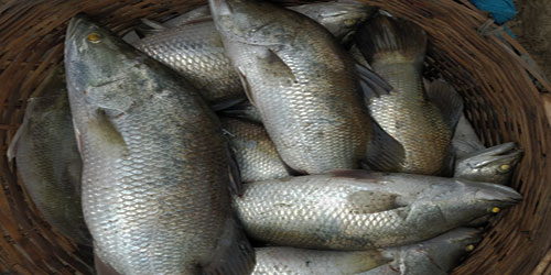 Barramundi Farming For Self Sufficiency Frequently Asked Questions