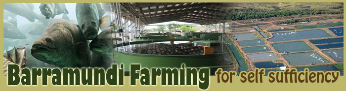 Barramundi Farming For Self Sufficiency
