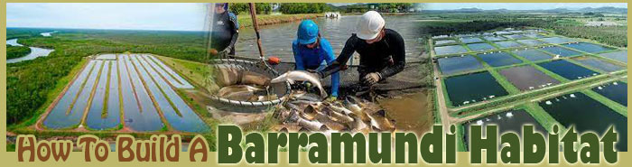 How To Make A Barramundi Habitat