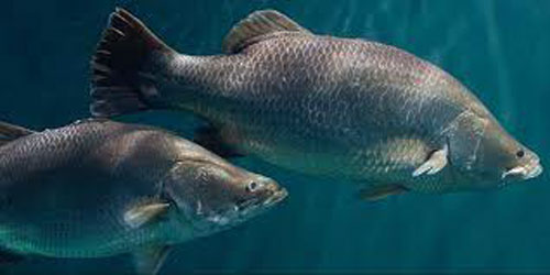 Small Scale Barramundi Farming Frequently Asked Questions