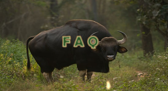Raising Bison Frequently Asked Questions