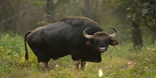 Bison Farming For Self Sufficiency Frequently Asked Questions