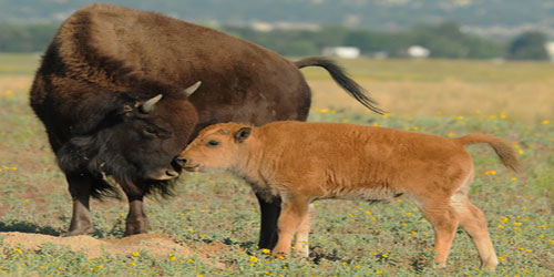 Small Scale Bison Farming Frequently Asked Questions