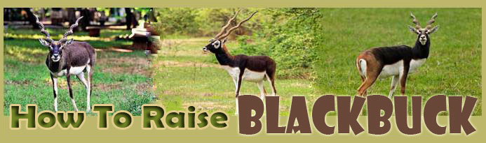 How To Raise Blackbuck