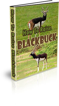 How To Raise Blackbuck