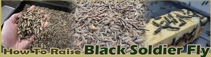 How To Raise Black Soldier Fly Larvae