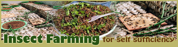 Black Soldier Farming For Self Sufficiency