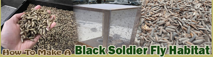 How To Make A Black Soldier Fly Habitat