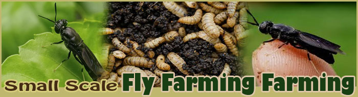 how to raise edible Black Soldiers FAQ
