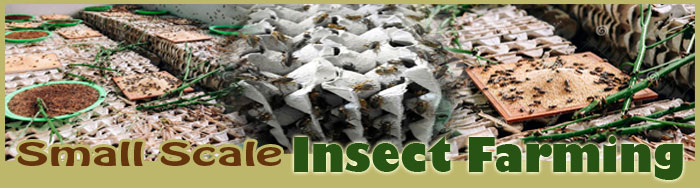 Small Scale Fly Farming Farming
