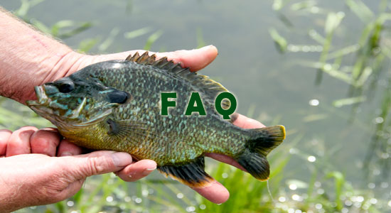 Raising Bluegill Fish Frequently Asked Questions