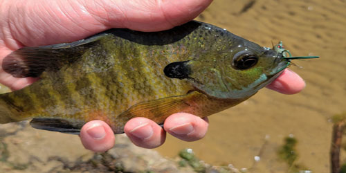 Bluegill Farming For Self Sufficiency Frequently Asked Questions