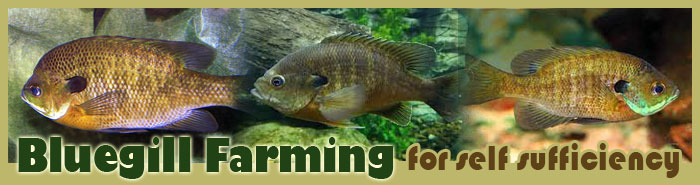 Bluegill Farming For Self Sufficiency