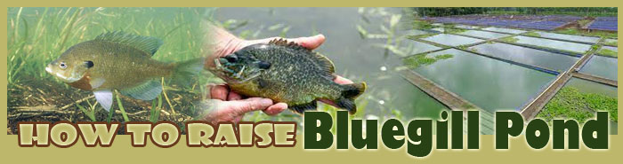 how to raise rainbow trout FAQ