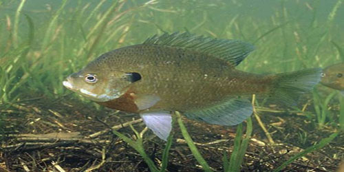 Making A Bluegill Habitat Frequently Asked Questions