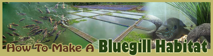 How To Make A Bluegill Habitat