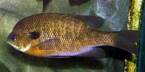 Small Scale Bluegill Farming Frequently Asked Questions
