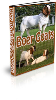 How To Raise Boer Goats