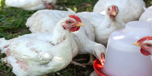Broiler Chicken Farming For Self Sufficiency Frequently Asked Questions