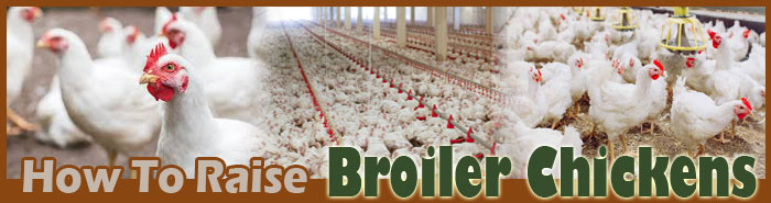 How To Raise Chickens Sitemap