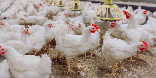 Making A Broiler Chicken Habitat Frequently Asked Questions