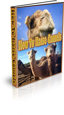 How To Raise Camels
