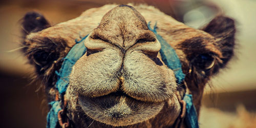 Camel Farming For Self Sufficiency Frequently Asked Questions