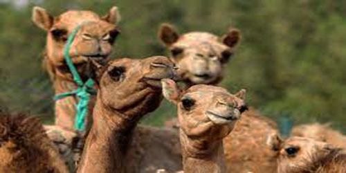 Small Scale Camel Farming Frequently Asked Questions