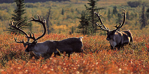 Making A Caribou Habitat Frequently Asked Questions