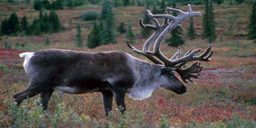 Small Scale Caribou Farming Frequently Asked Questions