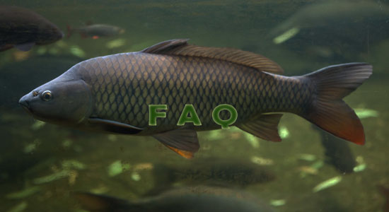 Raising Carp Fish Frequently Asked Questions