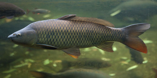 Carp Farming For Self Sufficiency Frequently Asked Questions