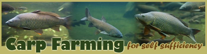 Carp Farming For Self Sufficiency