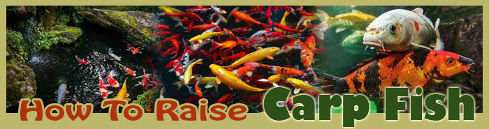 How To Raise Catfish FAQ