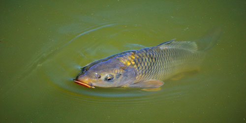 Making A Carp Habitat Frequently Asked Questions