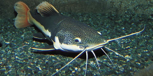 Catfish Farming For Self Sufficiency Frequently Asked Questions