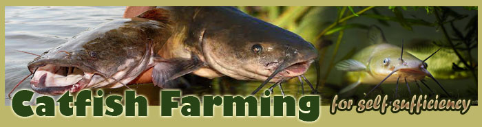 Catfish Farming For Self Sufficiency